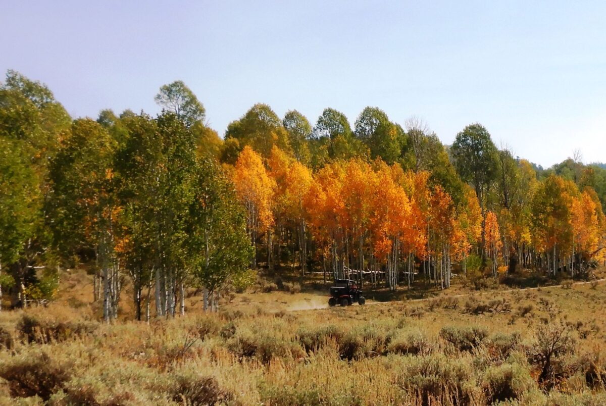ATV Adventures Riding an ATV through fall colors on Manti Mountain